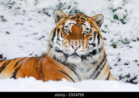 Tigre Siberiana, Panthera tigris altaica Foto Stock