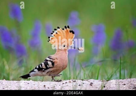 Hoopoe (Upupa epps) maschio con larva di api, foraging, Middle Elba Biosphere Reserve, Sassonia-Anhalt, Germania Foto Stock