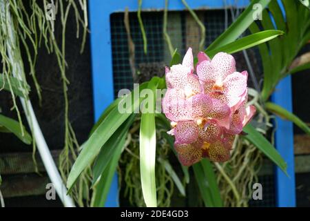 Anggrek VandaTotol Ungu, Viola Vanda Orchidea con combinazione bianca che cresce in un giardino isolato sfondo sfocato - tema orchidea carta da parati, fuori Foto Stock