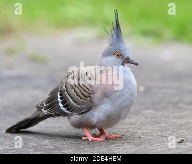 Un piccione crestato (Ocyphaps lophotes) che si fermava a terra subito dopo aver lasciato il nido nel NSW, Australia Foto Stock