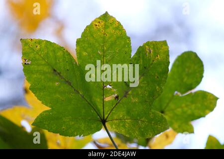 Un fuoco selettivo di una foglia verde asciutta danneggiata con fori Foto Stock