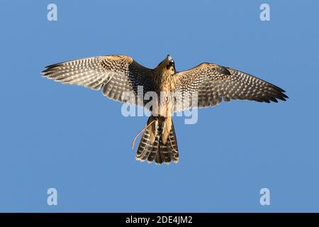 Peregrine Falcon croce in volo demo Foto Stock