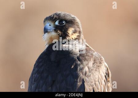 Peregrine Falcon croce in volo demo Foto Stock