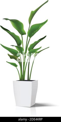 3d realistico vettore pavimento casa pianta verde. Isolato su icona bianca illustrazione in vaso bianco. Illustrazione Vettoriale