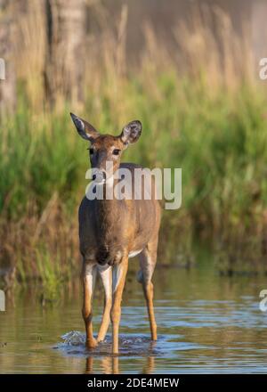 White-tailed doe nel Wisconsin settentrionale. Foto Stock