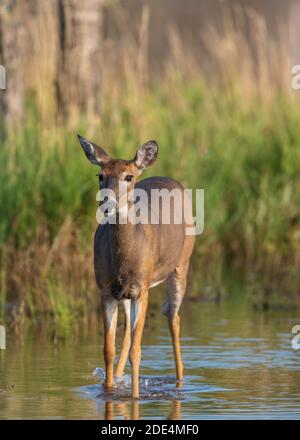 White-tailed doe nel Wisconsin settentrionale. Foto Stock