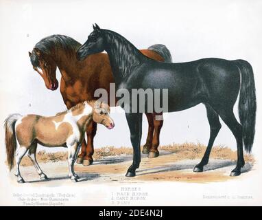 Stampa mostra una corsa di cavalli, un cavallo da lavoro e un pony, tutti a piena lunghezza, in piedi; mostra anche un cranio - quadrupedi ungulati [Ungulata]. Sub-ordine - Non-Ruminants Foto Stock