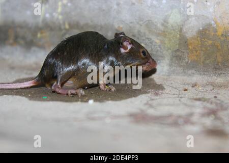 Una foto di ratto sul pavimento in casa Foto Stock