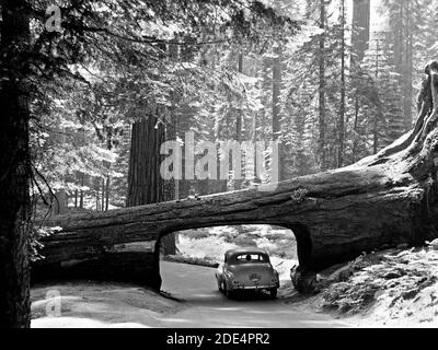 Storia della California - Sequoia National Park 1957 settembre. Il log del tunnel. Auto che guida attraverso il passaggio tagliato attraverso il lato del tronco ca. 1957 Foto Stock