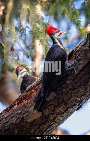 Un paio di Woodpecker Pileated (Dryocopus pileatus) al Point Reyes National Seashore, California. La femmina è a sinistra, maschio a destra Foto Stock