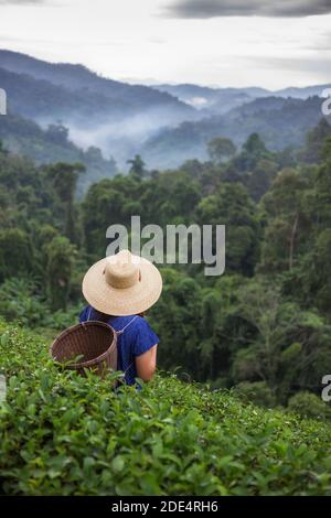 femmina contadina asiatica in stile tribale costume portare cesto tessuto Origine stile di vita su piantagione di tè altopiano bella posizione del Nord Thailandia Foto Stock