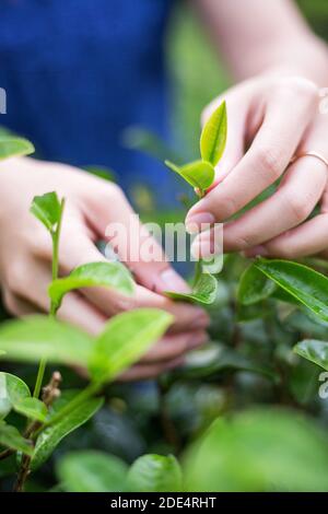 le mani femminili asiatiche che raccolgono e strappano le foglie giovani del tè su piantagione di tè Foto Stock