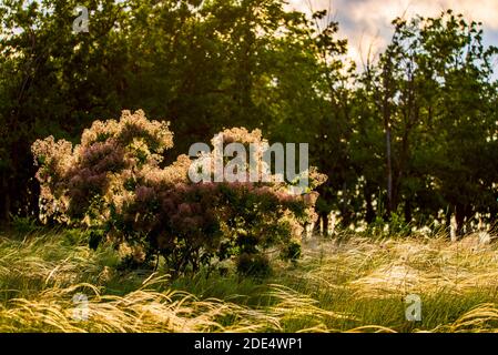 Fioritura europea di smoketree. Cotinus Coggygria o rhus cotinus pianta con fiore. Tramonto dorato. Foto Stock