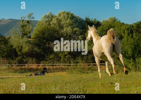 Cavallo bianco, purebred che corre in un campo Foto Stock