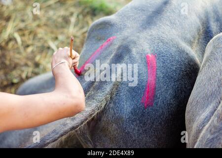 Carabaos in attesa di vendita al mercato del bestiame a Batangas, Filippine Foto Stock