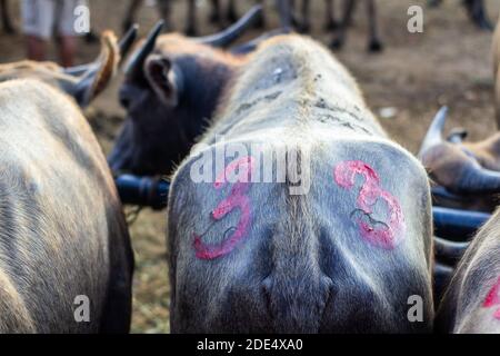 Carabaos in attesa di vendita al mercato del bestiame a Batangas, Filippine Foto Stock