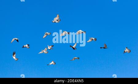 Colombe volanti nel cielo blu. Animali vivi Foto Stock