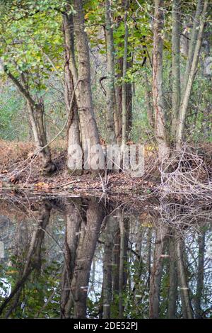 Tronchi di albero riflesso in stagno tranquillo. Foto Stock