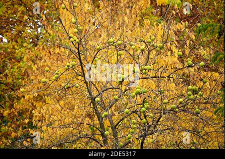 Maclura pomifera tretop stagione autunnale Foto Stock