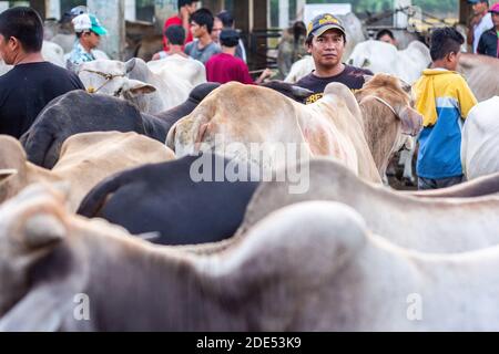 Mattina presto al mercato dell'asta di bestiame di Padre Garcia a Batangas, Filippine Foto Stock