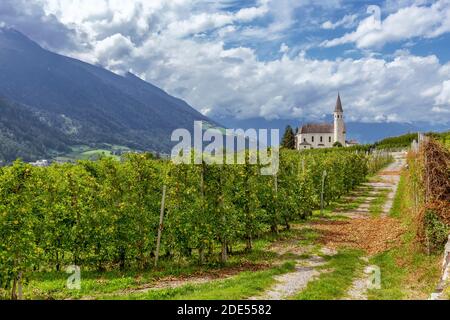 Vista sui tipici meleti della Val Venosta con sullo sfondo la chiesa di Maria Lourdes, Laas, Alto Adige, Italia Foto Stock