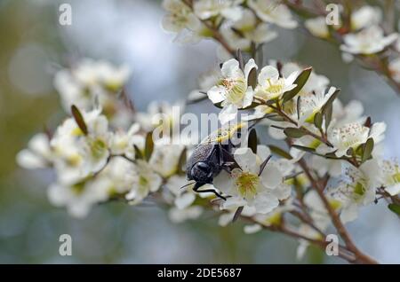 Native australiane Freckled Jewel Beetle, Stigmoderna macularia, famiglia Buprestidae, che si nutre di nettare di Tantoon Tea Tree Blossoms, nel bosco di Sydney Foto Stock