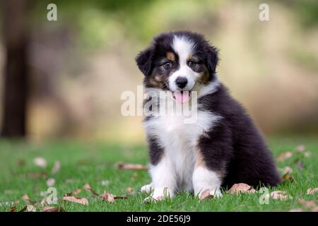 Cucciolo di pastore australiano tricolore su erba verde. Foto Stock