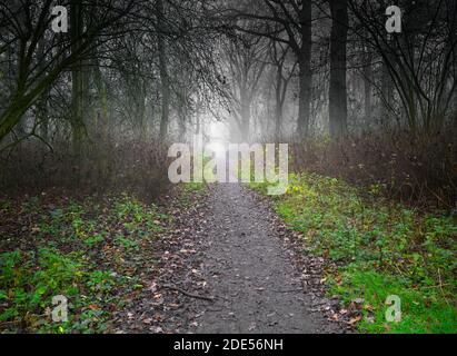 Percorso lungo un antico bosco pubblico (Kings Wood, Corby, Nhants, Inghilterra) in una mattinata invernale foggosa. Foto Stock