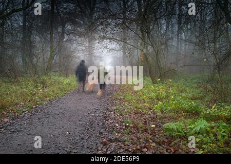 Una coppia con i loro cani cammina lungo un sentiero attraverso un antico bosco pubblico (Kings Wood, Corby, Nhants, Inghilterra) in una mattinata invernale foggosa. Foto Stock