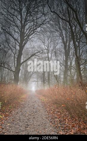 Percorso lungo un antico bosco pubblico (Kings Wood, Corby, Nhants, Inghilterra) in una mattinata invernale foggosa. Foto Stock