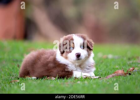 Rosso tricolore australiano Puppy Pastore su erba verde. Foto Stock
