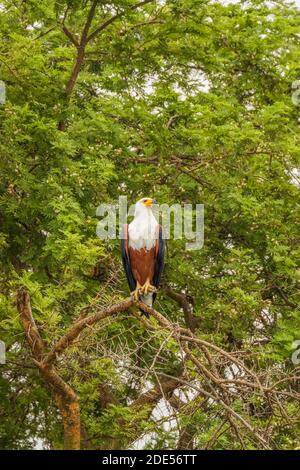 African Fish Eagle (cantante Haliaeetus), Queen Elizabeth National Park, Uganda. Foto Stock