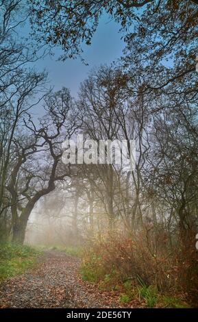 Percorso lungo un antico bosco pubblico (Kings Wood, Corby, Nhants, Inghilterra) in una mattinata invernale foggosa. Foto Stock