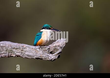 Sacro Kingfisher (Todiramphus sanctus) arroccato su un ramo al sole con uno sfondo pulito. Foto Stock