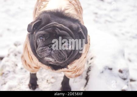 Cane nero pug in abiti dorati si leva su neve inverno sfondo naturale Foto Stock