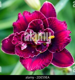 'Stellar Double Rose' Daylily, Daglilja (Hemerocallis) Foto Stock