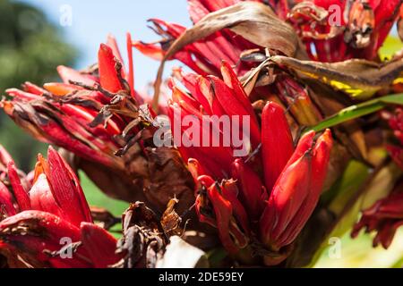 Giglio di lancia gigante, Spjutlilja (Doryanthes palmeri) Foto Stock