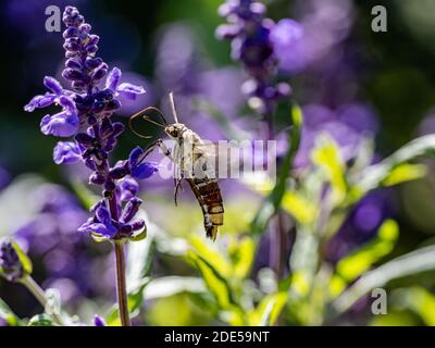 Un hummingbird giapponese eurasiatico Hawkmoth, stellatarum Macroglossum, sorpassa da fiori viola mentre si nuota in un parco a Sagamihara, Giappone Foto Stock