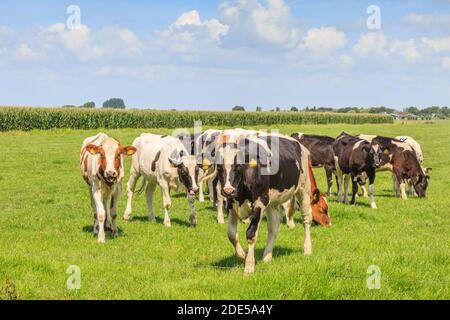 Polder olandese e prato paesaggio in estate con succoso erba verde e mucche bianche brune e nere al pascolo contro un orizzonte con le siepi Foto Stock