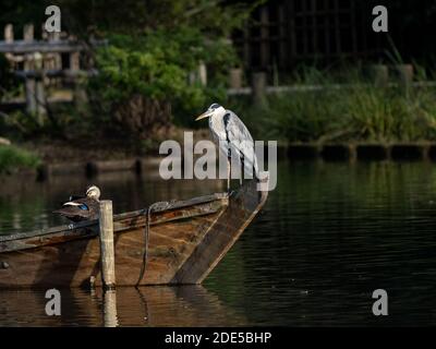 Un airone grigio asiatico, Ardea cinerea jouyi, poggia sulla prua di una piccola barca nello stagno del Giardino Sankeien, Yokohama, Giappone Foto Stock