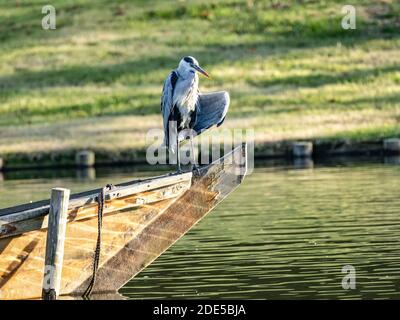 Un airone grigio asiatico, Ardea cinerea jouyi, poggia sulla prua di una piccola barca nello stagno del Giardino Sankeien, Yokohama, Giappone Foto Stock