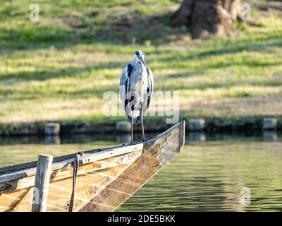 Un airone grigio asiatico, Ardea cinerea jouyi, poggia sulla prua di una piccola barca nello stagno del Giardino Sankeien, Yokohama, Giappone Foto Stock