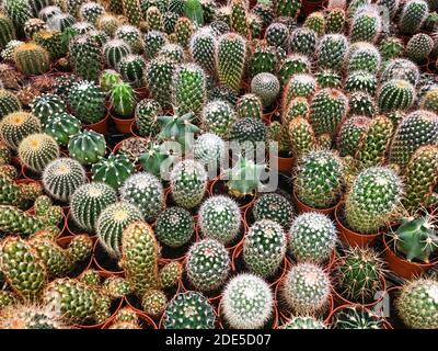 molte piccole piante di cactus - raccolta di piante di cactus in vaso - Foto Stock