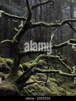 Quercia morta coperta di muschio in piantagione forestale, vicino a Kentra, Ardnamurchan, Lochaber, Highland, Scozia Foto Stock