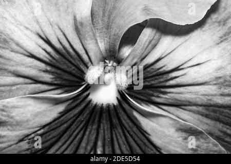 Foto in bianco e nero, fiore blu pansy all'interno, stamen e polline e petali. Sfondo a schermo intero, sfondo. Foto Stock