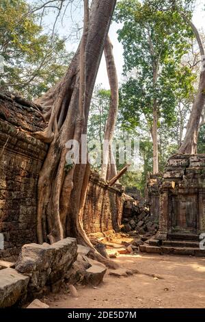 Radici dell'albero nudiflora Tetrameles che cresce sulle rovine del tempio Ta Prohm ad Angkor, Cambogia Foto Stock