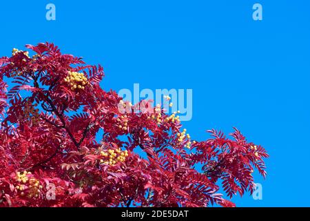 Albero di Rowan con bacche gialle in autunno contro un cielo blu. Foto Stock