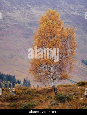 Albero di betulla d'argento nei colori autunnali, Glen Lione, Perth e Kinross, Scozia. Foto Stock