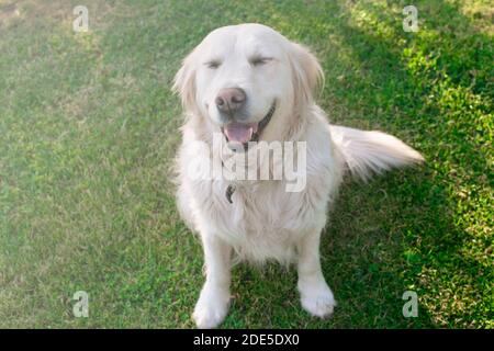 Animale domestico di charme. Golden Retriever seduto sul prato. Cane cordiale, ben addestrato e ben addestrato. Foto Stock