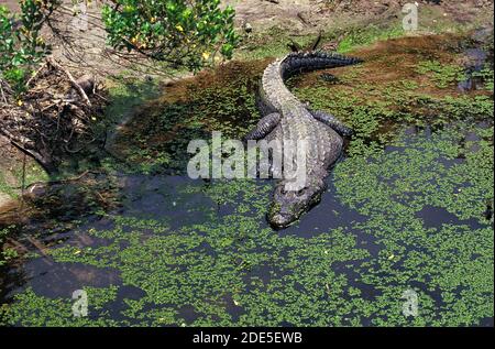 American Alligator alligator mississipiensis, Adulti entrando in palude Foto Stock